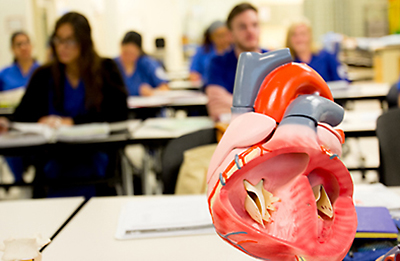 Close up of anatomical model of a heart.