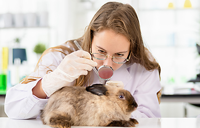 Person examining a bunny rabbit.