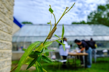 caterpillar