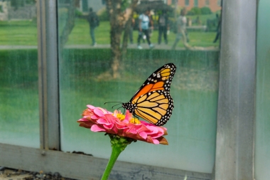 butterfly sits atop a flower