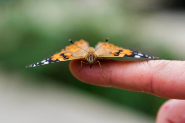 butterfly rests upon a student's finger