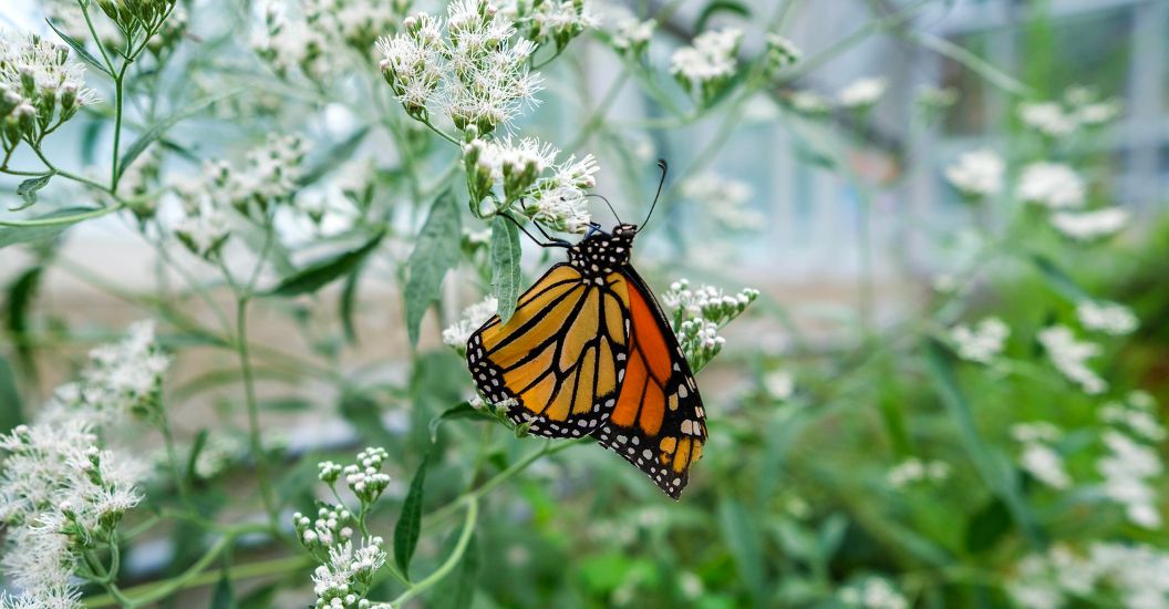 Renovated Greenhouse Now Home to Butterfly Habitat Created to Give Endangered Species Safe Space to Thrive